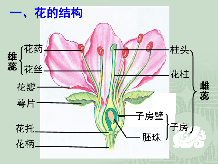 第三节 开花和结果 课件（39张PPT）