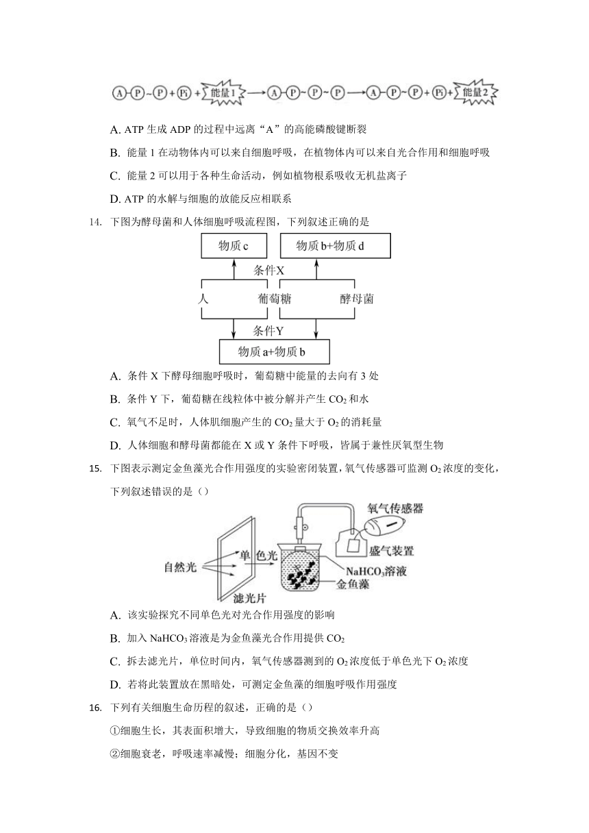 黑龙江大庆市2022届高三10月质量检测生物试卷（Word版含答案）