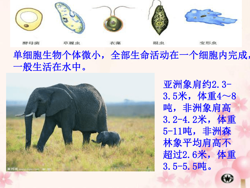 云南省保山一中高中生物必修一教学课件：第6章 细胞的生命历程（共97张PPT）