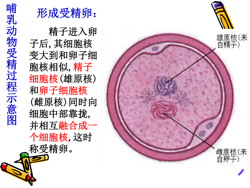 浙科版生物选修3第三章第一节从受精卵谈起（共44张PPT）