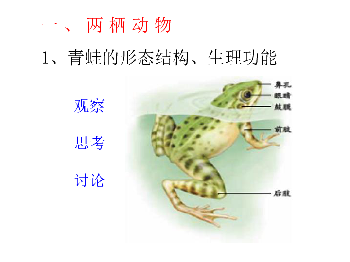 人教版八年级上册生物课件 5.1.5 两栖动物和爬行动物课件(21张PPT)