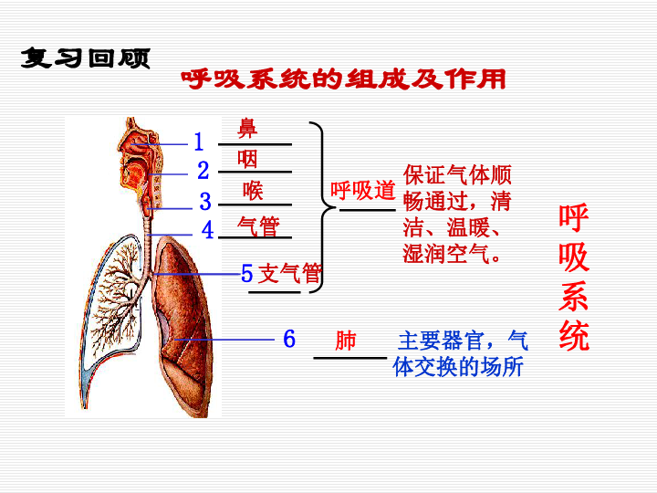 人教版七下第三章第二节发生在肺内的气体交换课件（共36张PPT）