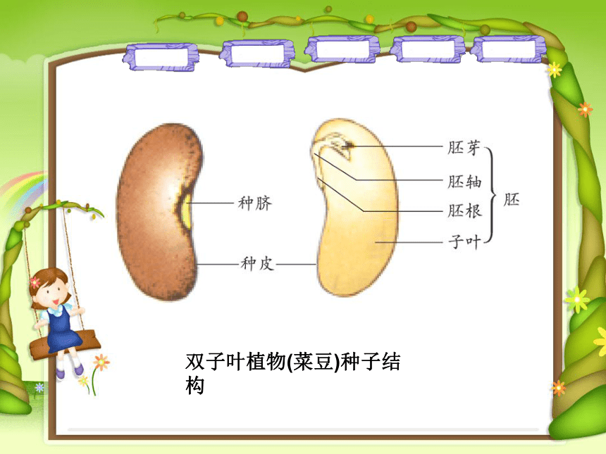 小学科学  粤教粤科版  四年级上册（广东）  第1单元 植物的身体  7 植物的种子