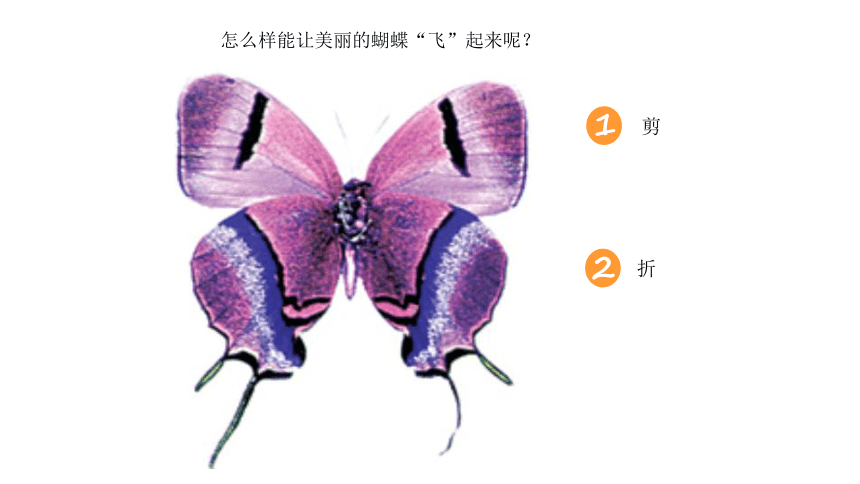 5、折剪蝴蝶课件