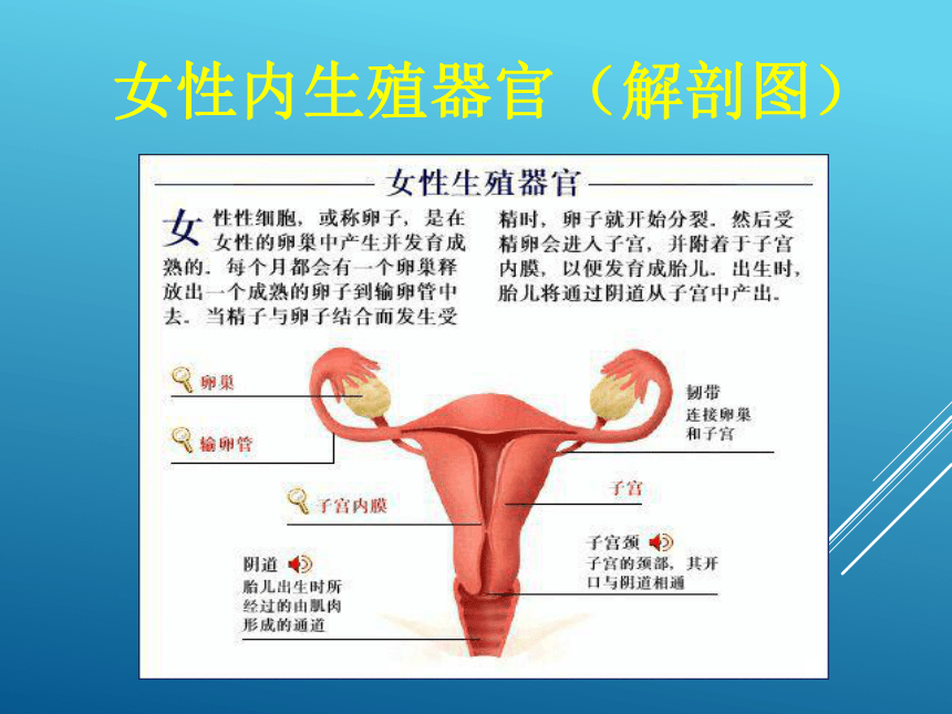 通用版六年级体育 青春期生理和心理健康知识 课件