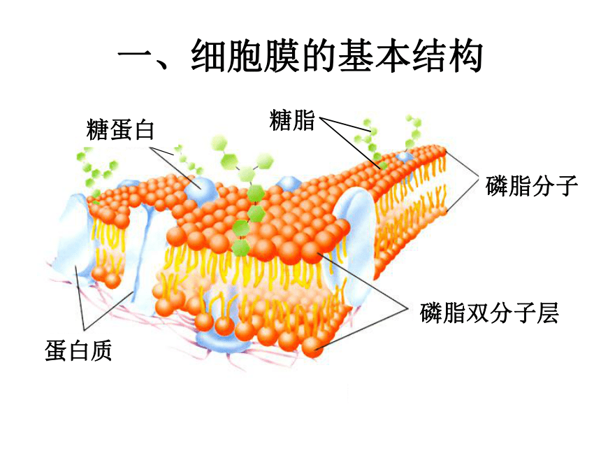 第一节 细胞膜