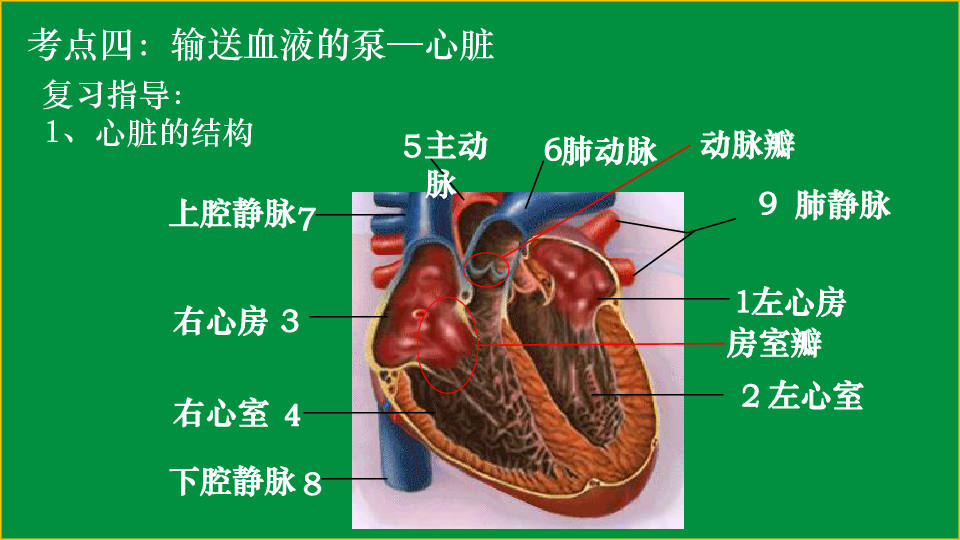 中考复习：专题　人体内物质的运输 课件（32张ppt）