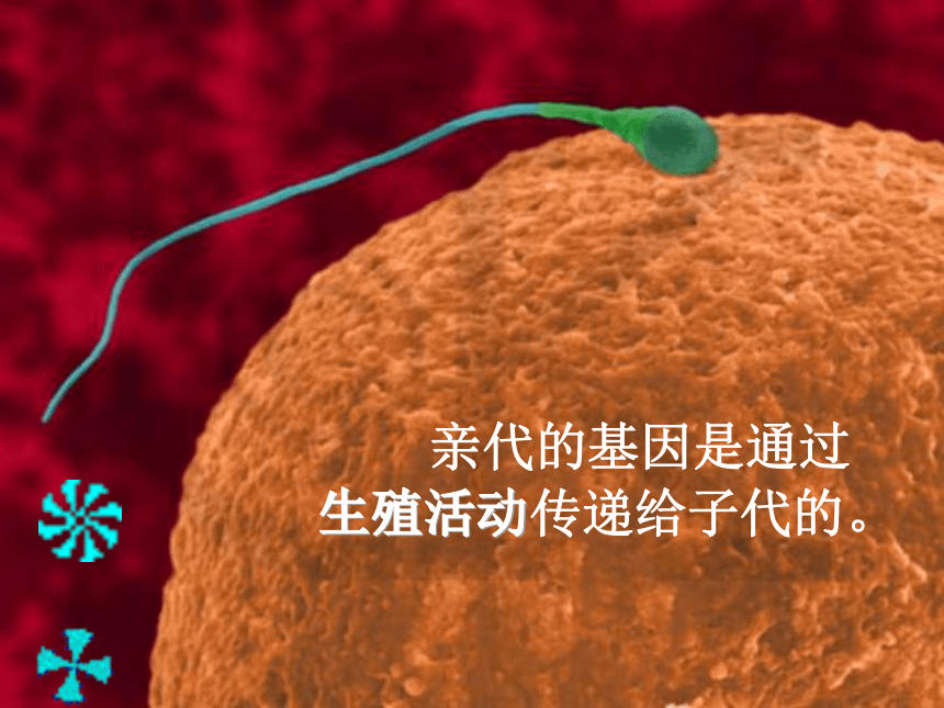 人教版生物八年级下册 7.2.2基因在亲子代间的传递 课件（共57张PPT）