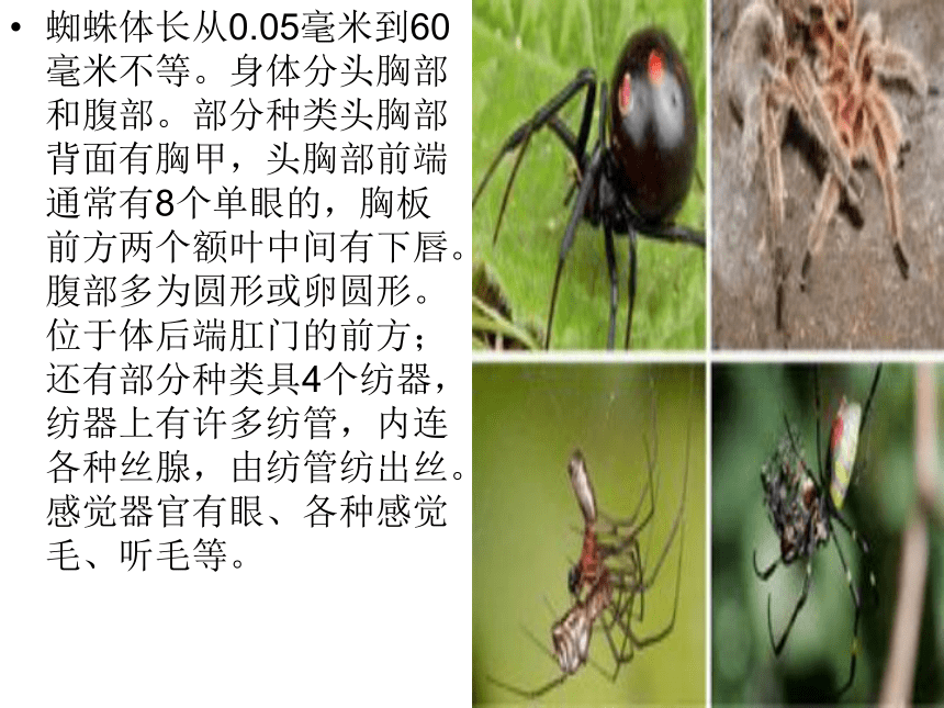 语文六年级下长春版3.2《蜘蛛》课件4