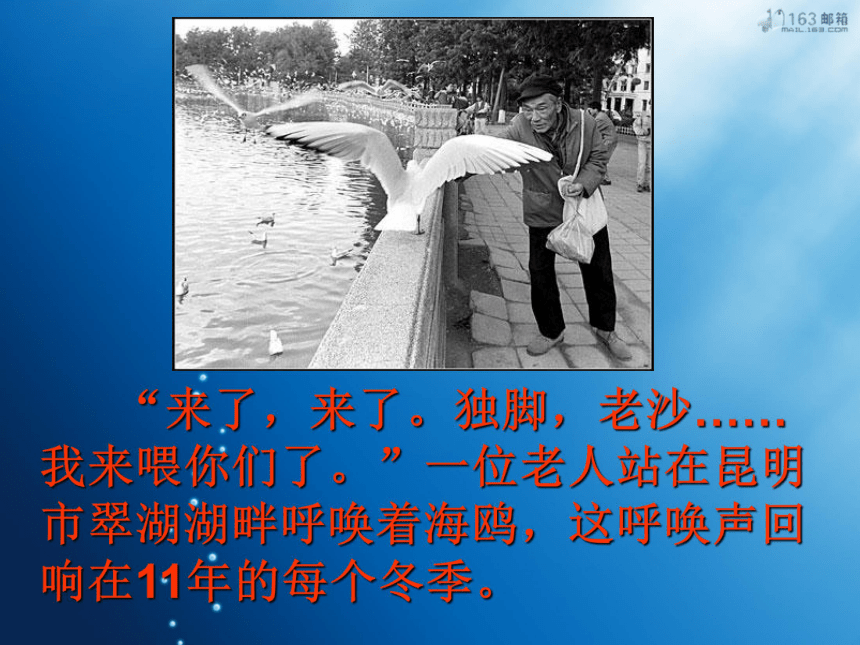 （北京版）五年级语文上册课件 老人与海鸥