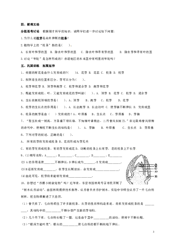 4.1.6 芽的结构和发育 学案（含答案）