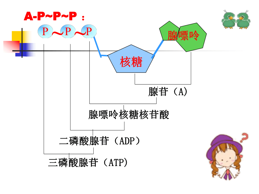 四川省古蔺县中学高中生物人教版必修一5-2细胞的能量“ 通货”ATP课件（17张PPT）
