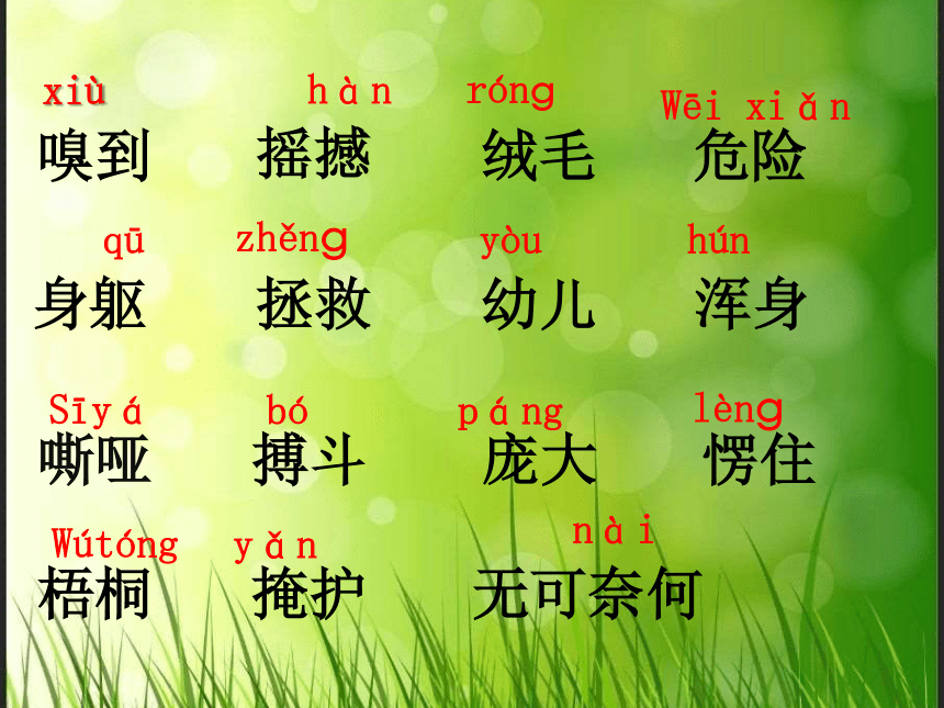 小麻雀 课件 (共19张PPT)