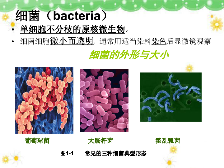 人教版选修一高中生物2.1_微生物的实验室培养(49张PPT)