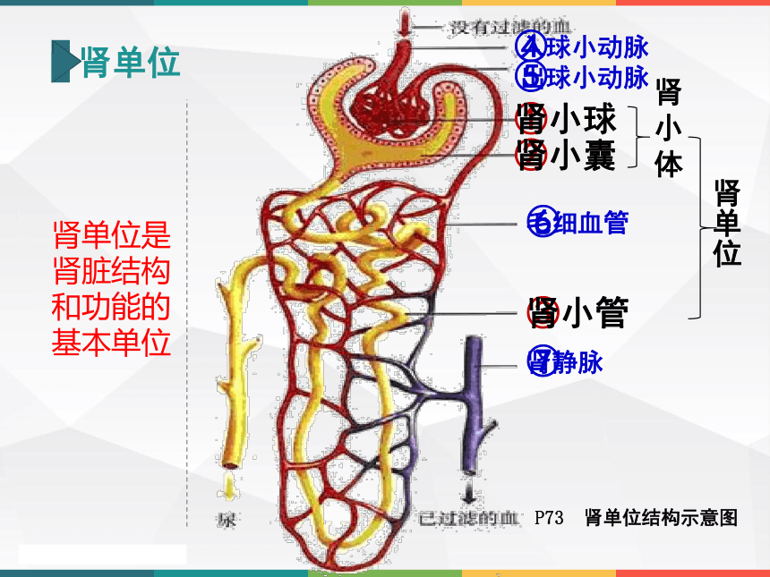 觀察腎臟腎動脈腎靜脈輸尿管推測腎內主要分佈著哪種血管?