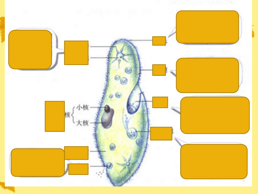 七年级生物上册 第四章没有细胞结构的微小生物病毒课件