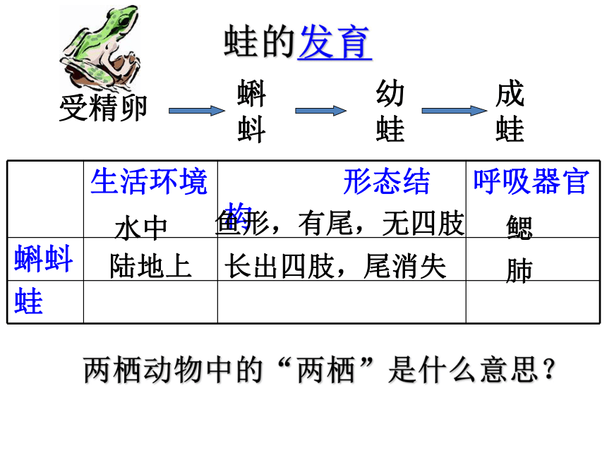 人教版生物八年上 第五节两栖动物和爬行动物（42张PPT）