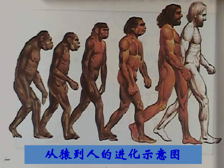 第1课 中国早期人类的代表--北京人   课件(共29张PPT)
