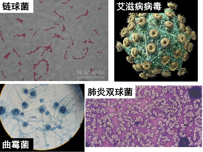 浙科版生物选修一第一部分 实验1 大肠杆菌的培养和分离 课件 （共23张PPT）