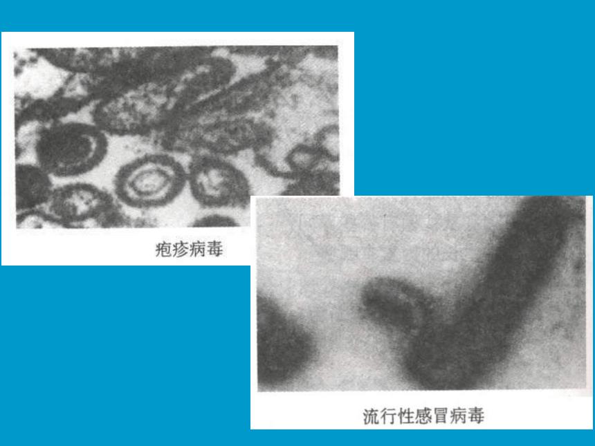 沪科版生物第一册第三节《 非细胞形态的生物——病毒》课件2