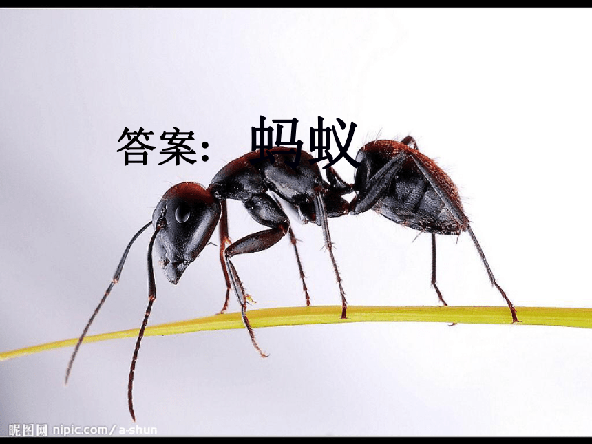 科学三年级上粤教粤科版1.3观察蚂蚁课件（31张）1
