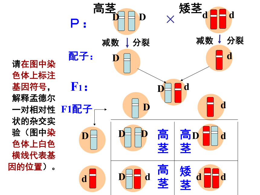 福建省晋江市季延中学人教版高中生物必修二课件：2.2基因在染色体上 (共33张PPT)