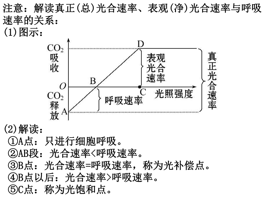 专题4 细胞呼吸与光合作用（共31张PPT）