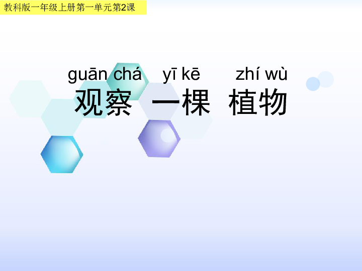 一年级上册科学课件－1.2《观察一棵植物》 教科版   (共15张PPT)