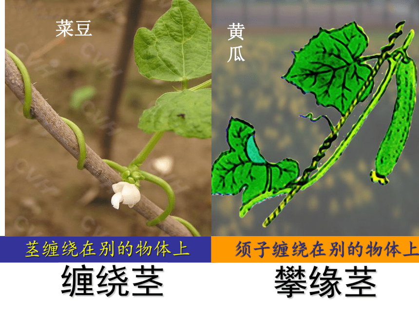 科学四年级上青岛版3.12植物的茎课件（26张)