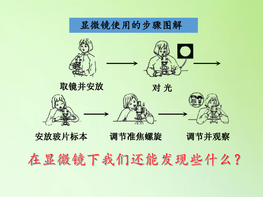 教科版2001科学六年级下册16用显微镜观察身边的生命世界二课件10张