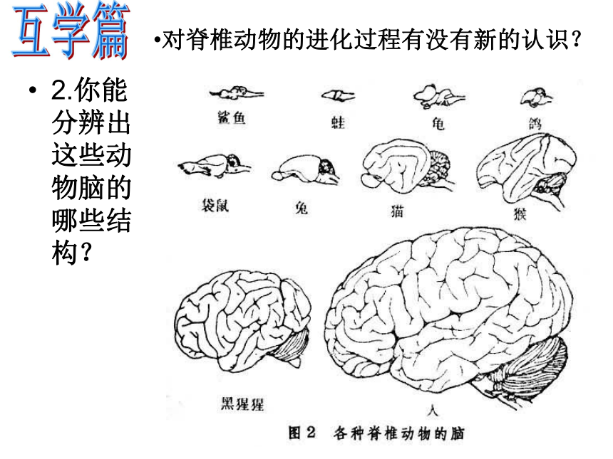 人体生命活动的神经调节