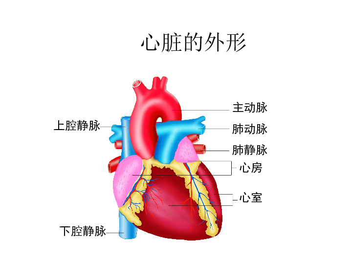 苏科版八年级上册生物课件：6.15.1人体内物质的运输 (共30张PPT)