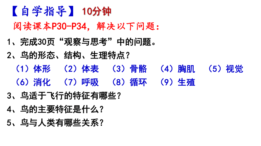 人教版八年级上册生物5.1.6鸟课件（15张PPT）