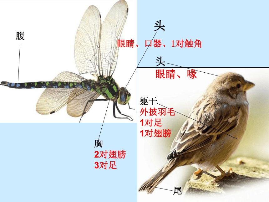 科学三年级下粤教粤科版3.8蜻蜓与麻雀课件（30张）1
