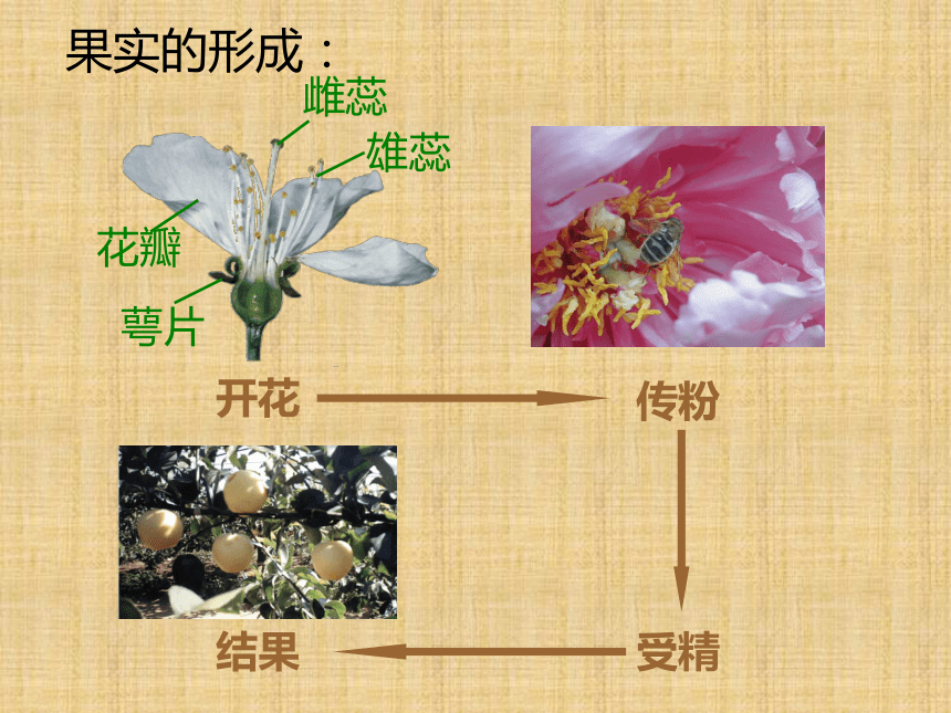 常见的植物