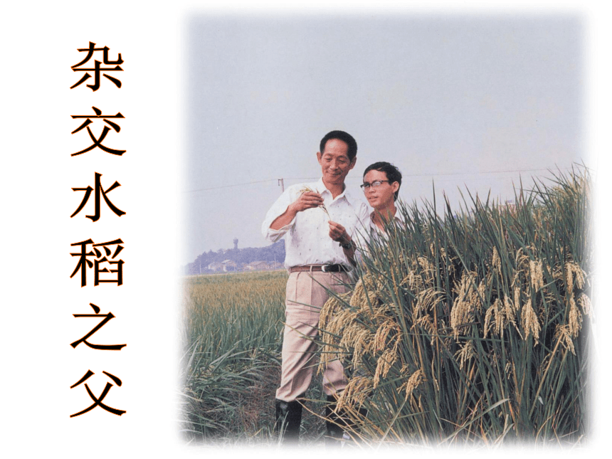 西师大版三年级下册语文：35.杂交水稻之父  名优课件