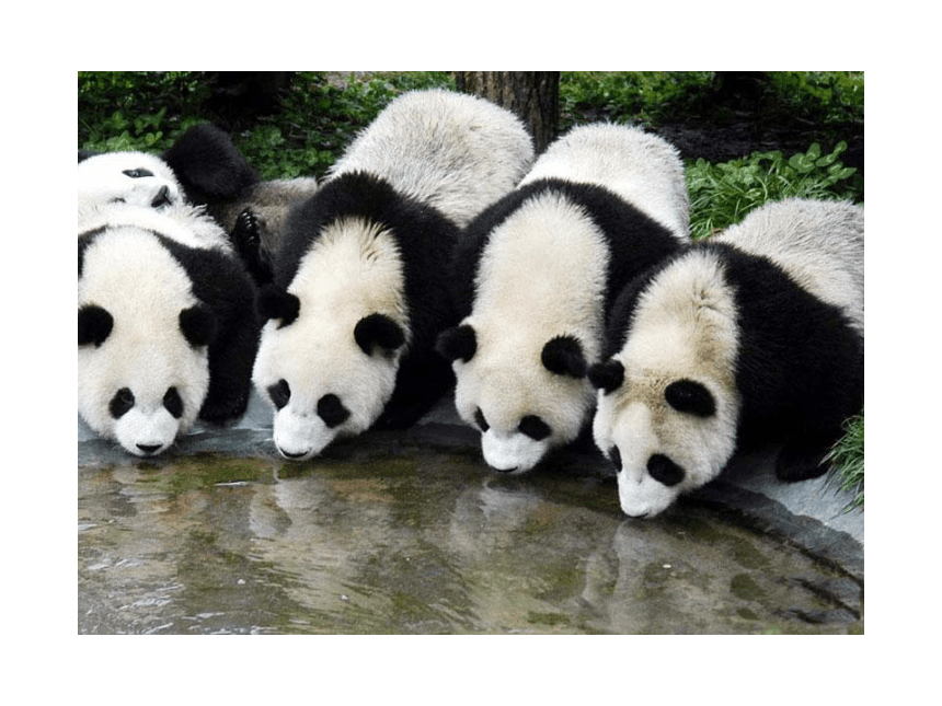 国宝大熊猫课件