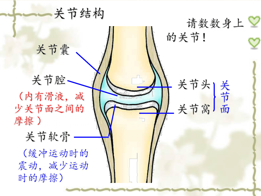 关节结构模式图及作用图片