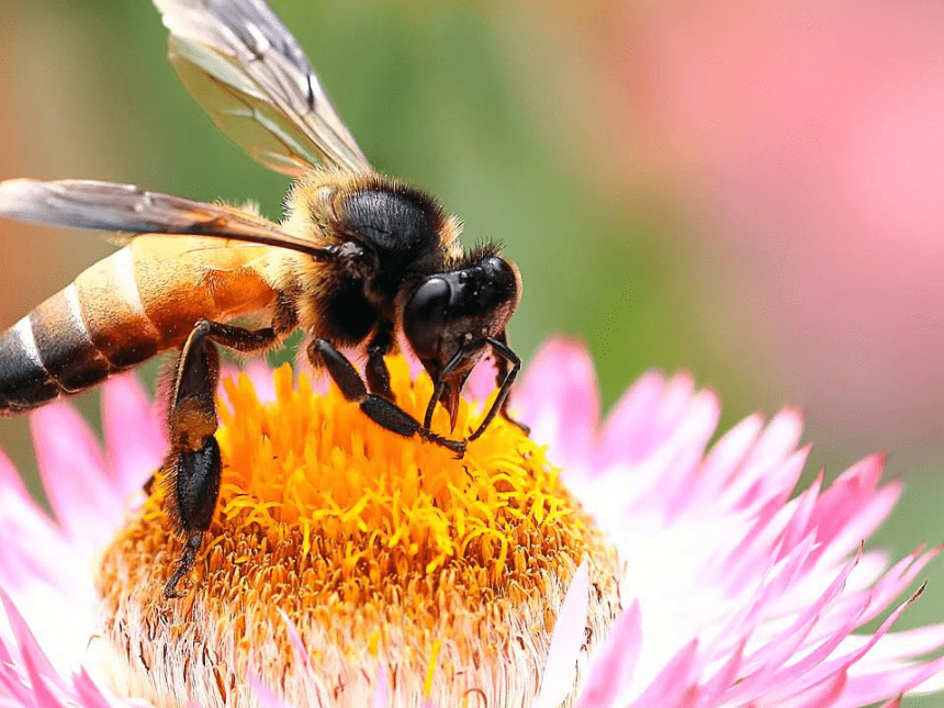 蜜蜂   课件