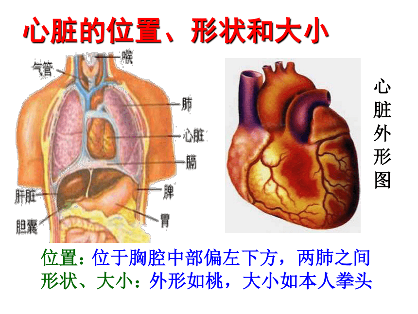 4.4.3输送血液的泵——心脏 课件  （27张PPT）