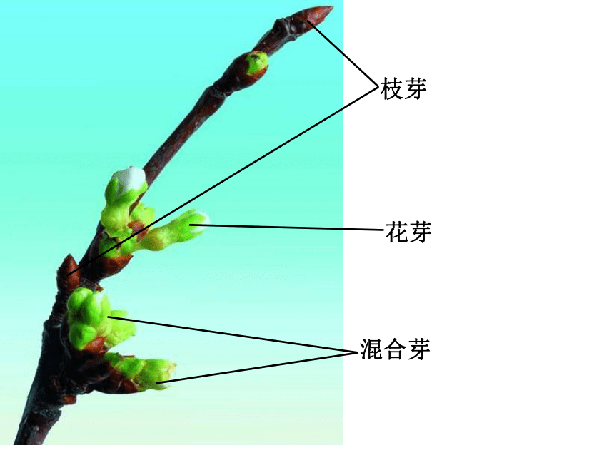 枝芽发育示意图图片