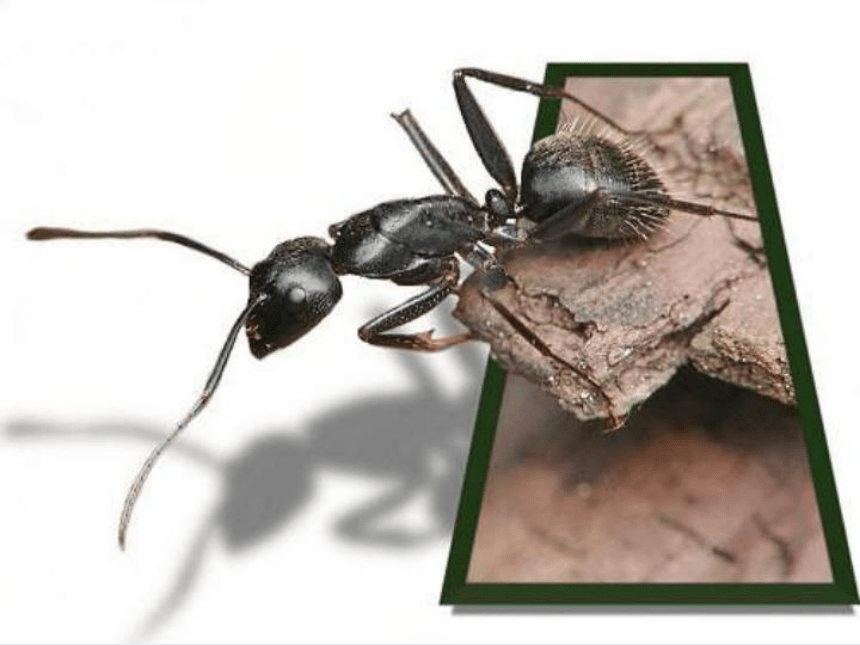 小学科学  粤教粤科版  三年级上册（广东）  第1单元 身边的动物  3 观察蚂蚁