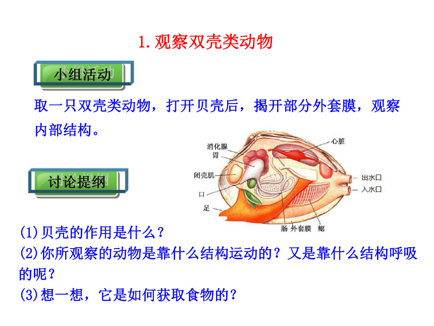 生物课件：人教新课标八年级上第五单元 第一章 第三节 软体动物和节肢动物（共25张PPT）