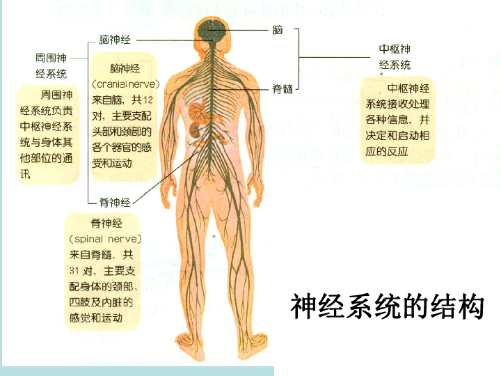 上海版八年级上册生物  2.1.3 神经调节的基本方式--反射 课件 (17张PPT)