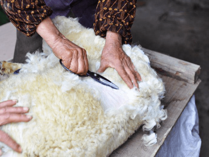 剪羊毛 课件 (5)