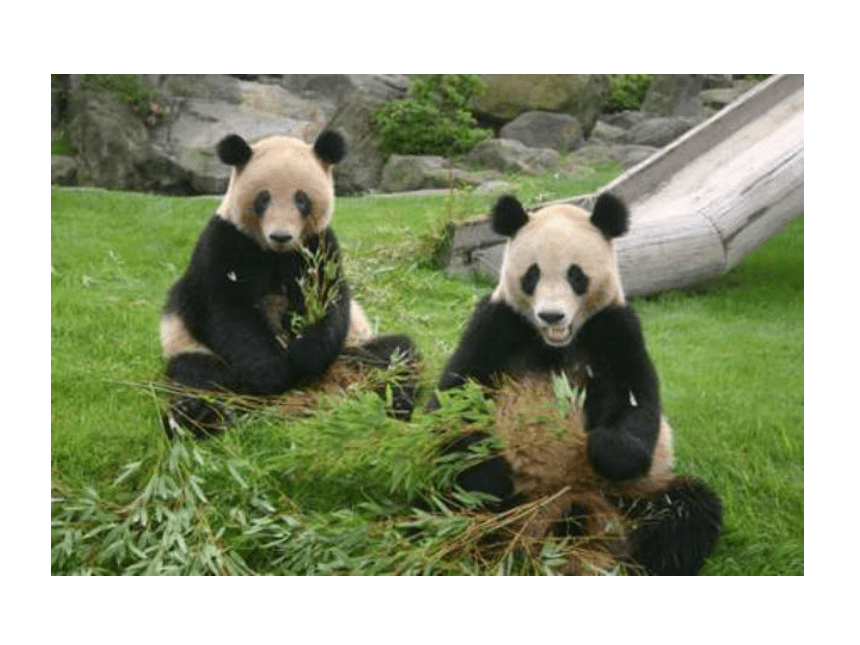 语文课件：17国宝——大熊猫（苏教版七年级下）