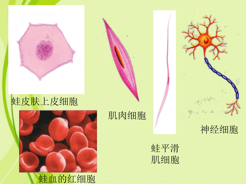 动物表皮细胞结构图片