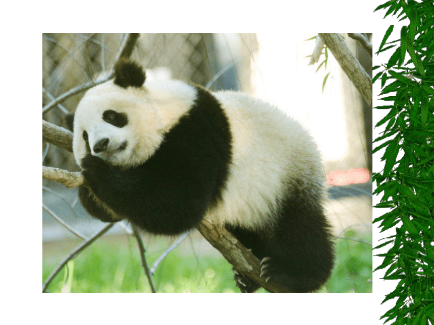 语文三年级上西师版11《可爱的大熊猫》课件3