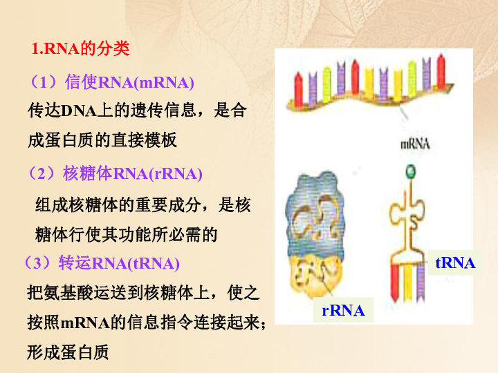 浙科版必修2高中生物第三章遗传的分子基础3.4遗传信息的表达—RNA和蛋白质的合成课件（32张PPT）