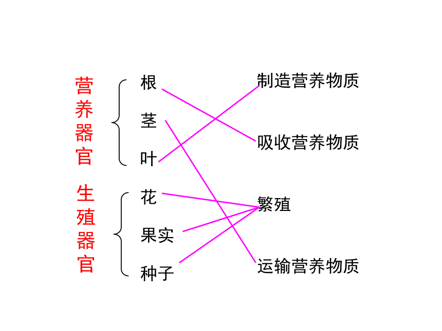 济南版版七年级上册生物23多细胞生物体的结构层次课件24张ppt